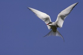 Arctic Tern - Photo courtesy of Arctic Migration